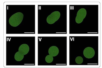 Un equipo de la Universidad de Minnesota creó una célula sintética capaz de alimentarse, crecer, dividirse y transmitir mutaciones ventajosas (Biotic)