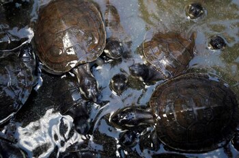 Foto de archivo de miembros