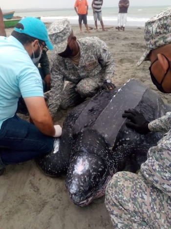 En la playa de Moñitos se puede hacer avistamiento de tortugas - crédito @MinAmbienteCo/X