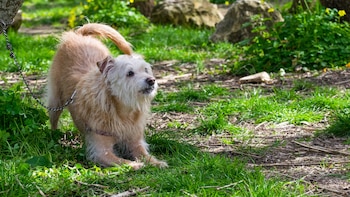 Los perros y gatos también