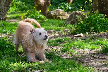 Los animales domésticos pueden entrar
