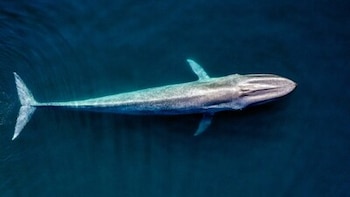 Experimenta la sinfonía oceánica de