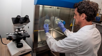 Paulo Maffía analizando amicroorganismos resistentes