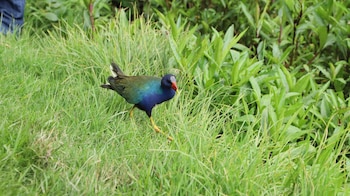 La entidad realizará el lanzamiento