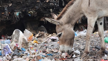Al menos tres burros mueren