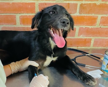 Paleta permanece bajo la protección