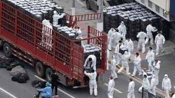 Shangha lleva casi dos semanas