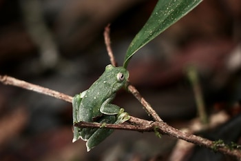 La CAM informó que dos especies de anfibios fueron documentadas por primera vez en Huila y una amplió su distribución al municipio de Neiva - crédito Asocars