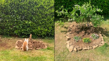 Carlo, el gato, sentado junto