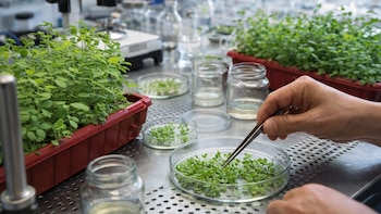 Amplían la tolerancia al anegamiento