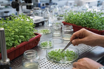 Un equipo de investigación del