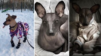 ¿El mejor perro? Rusia es