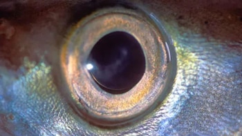 Lo que El Niño arrastró: Una inesperada especie aparece en la costa norte del Perú y el gobierno no la quiere dejar ir