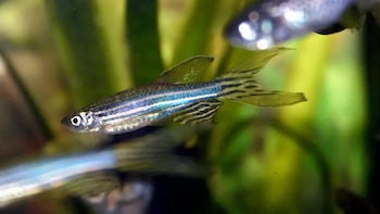 Científicos del CONICET descifraron cómo el pez cebra logra regenerar órganos dañados en solo 7 días