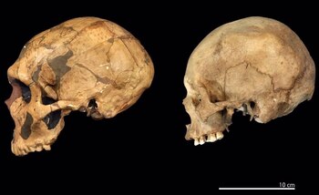 Una réplica de un cráneo de neandertal de aproximadamente 50.000 años de antigüedad comparada con un cráneo reciente de Homo Sapiens/Archivo TRUSTEES OF THE NATURAL HISTORY MUSEUM