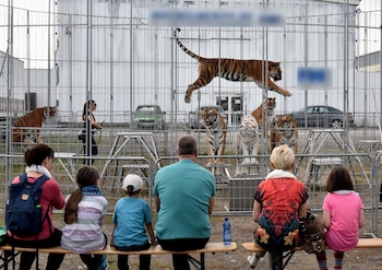 Espectáculo de tigres en Alemania. (Michael Strohmeyer/AAP Primadomus)