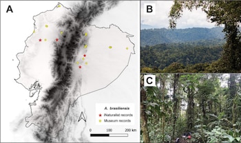 A) Distribución de A. brasiliensis en Ecuador, el sombreado en gris oscuro representa la elevación, B–C) Hábitats de A. brasiliensis en Ecuador—Bosque húmedo de Napo, en el Parque Nacional Sumaco, provincia de Napo. (BioOne)
