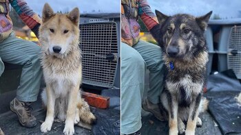 Los dos perros de Susan Lane-Fournier, desaparecidos junto a ella, también fueron encontrados muertos cerca del Monte Hood. (Oficina del Sheriff del Condado de Clackamas)