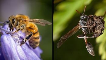 Por qué las abejas mueren
