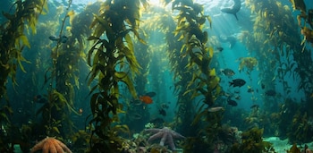 El restablecimiento de esta especie