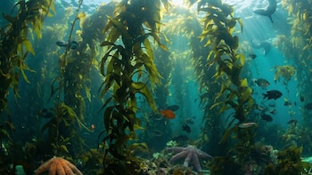 Los bosques de kelp sostienen la vida marina, pero retroceden en todo el planeta: desapareció casi la mitad en 50 años