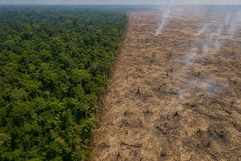 Vista aérea de un bosque verde a la izquierda y un terreno seco con árboles cortados y humo a la derecha.