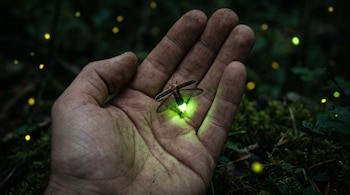 Mano de adulto sosteniendo una luciérnaga con alas semiabiertas, que emite luz verde. Fondo oscuro con puntos de luz y vegetación.