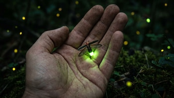 El increíble secreto detrás de la luz de las luciérnagas y las razones que las hacen únicas en la naturaleza