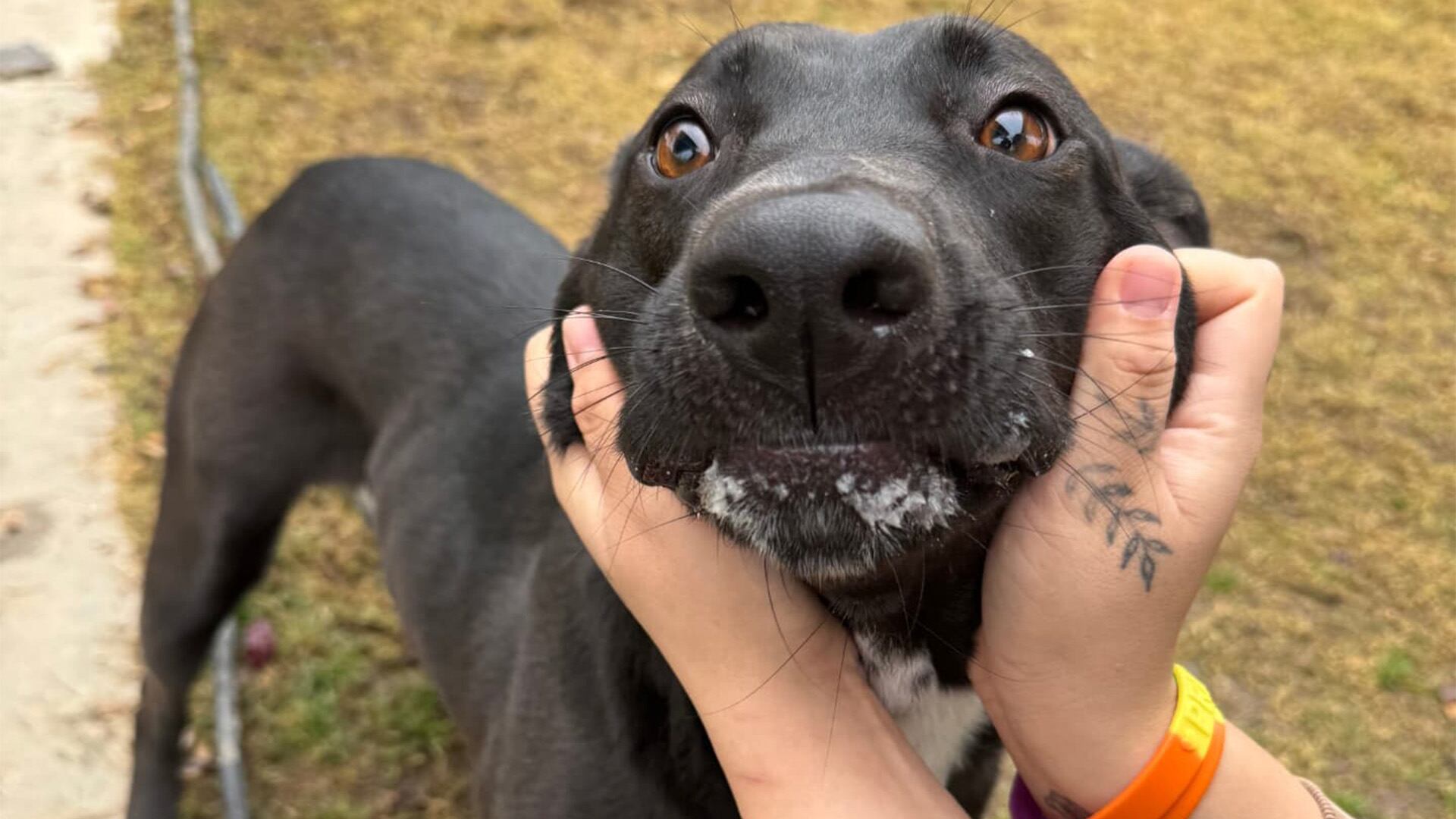 Canina mira a cámara. (Crédito: Facebook/Animal Valley Center)