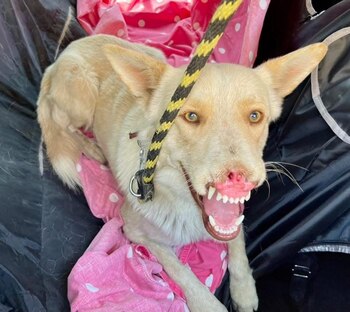 La campaña de recaudación busca