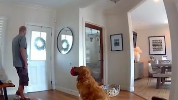 Una cámara registra cómo un golden retriever le llevó juguetes a un ladrón durante un robo