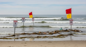 Cuatro señales de advertencia sanitaria en el agua de una playa oceánica con banderas rojas y amarillas. Olas, arena y basura con algas en la orilla.