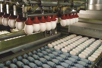 Huevos: industrialización para su posterior exportación