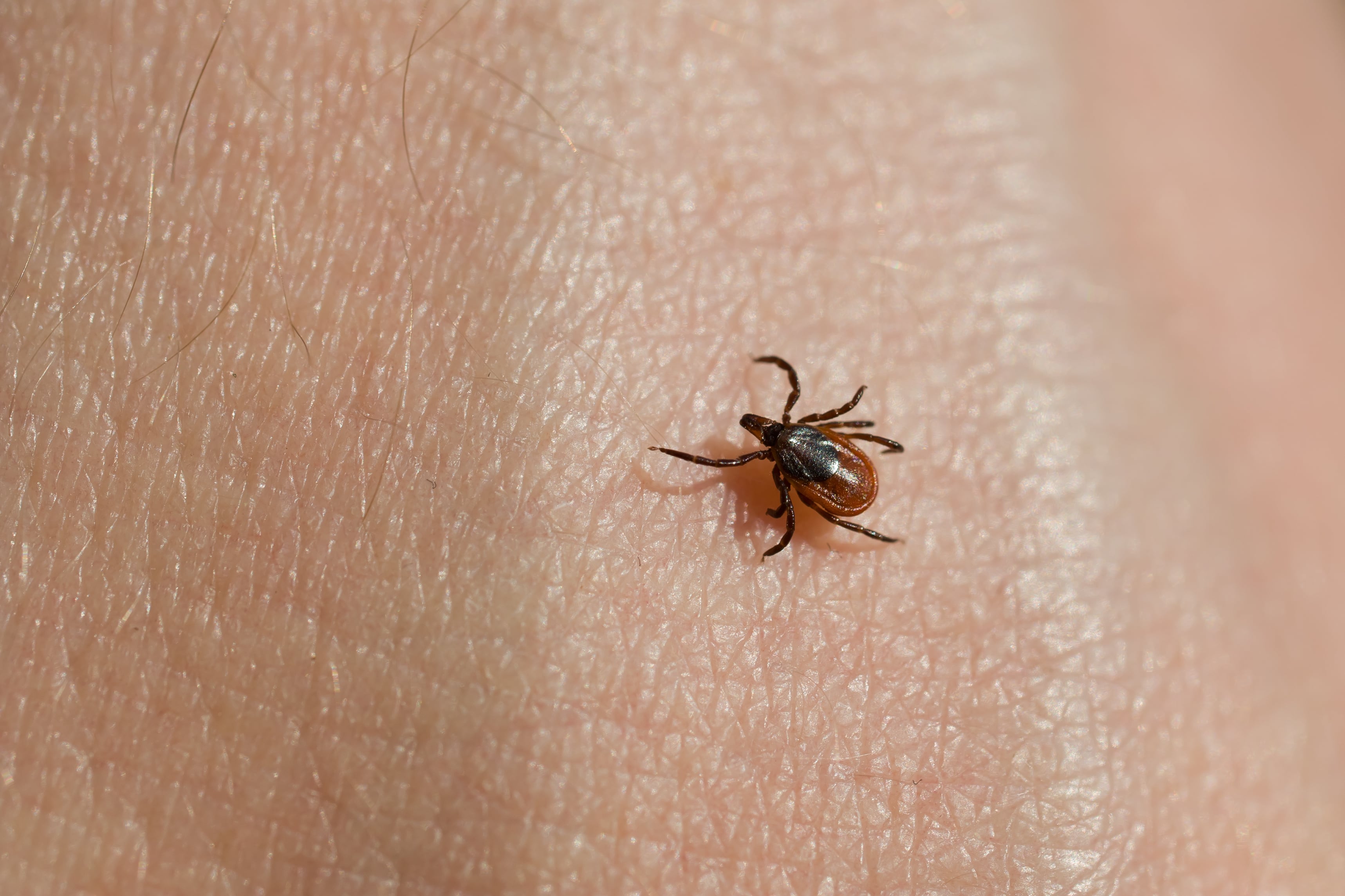 Un nuevo virus que transmiten las garrapatas despierta la preocupación entre científicos: poco frecuente, pero resistente a los tratamientos convencionales