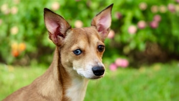 Algunos clásicos como Luna, Bella