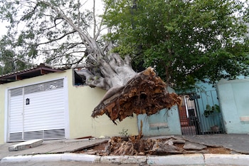 Un árbol caído debido a