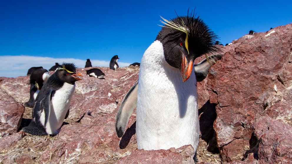 Pingüinos en peligro: la especie de penacho amarillo que lucha por sobrevivir en Sudamérica