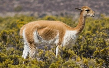 Las vicuñas son animales que