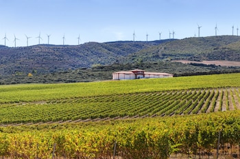 Finca Carbonera, viñedos de Coto de Caleruega en la D.O. Ribera del Duero (Cedida)