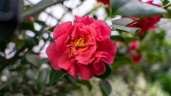 Primer plano de una flor de Camelia japonica rosa con pétalos superpuestos y estambres amarillos, rodeada de hojas verdes y follaje borroso