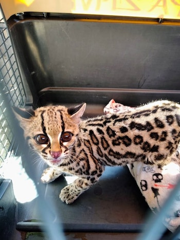 El animal se encontraba en