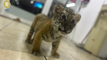 El cachorro estaba dentro de