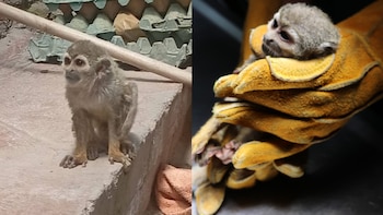 Una cría de mono ardilla