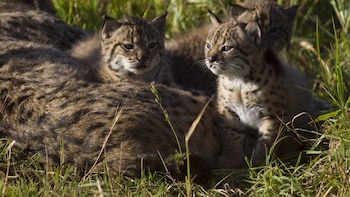 Nacen los primeros cachorros de lince ibérico en el Cerrato Palentino desde la reintroducción de la especie