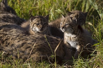 Imagen de archivo de varias crías de lince ibérico. (Lynx ex Situ/Wikimedia Commons)