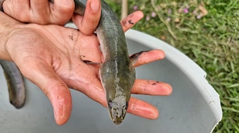 Su dramática reducción evidencia el