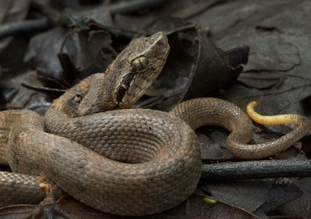 El temor y la persecución