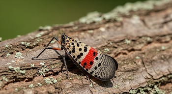 La plaga, originaria de Asia,