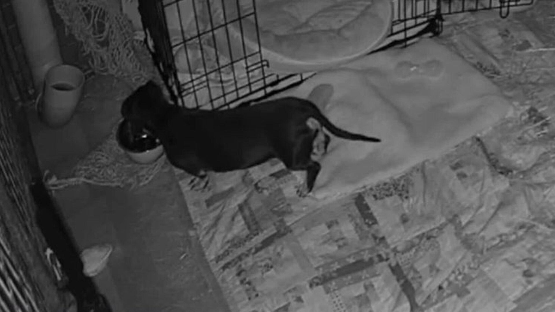 Una cámara de Kangala Wildlife Rescue captó imágenes de Valerie con vida