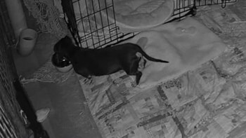 Nueva prueba de vida de